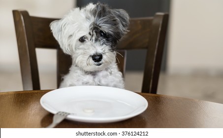 Cute Small White  Dog  With Empty White  Plate  On The Kitchen Table.Hungry Dog