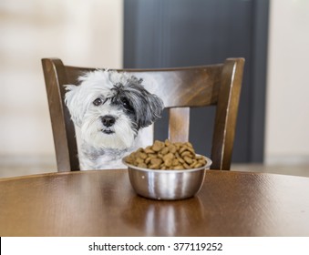 Cute Small White Dog With Full Bowl Of Food On The Kitchen Table.Hungry Dog