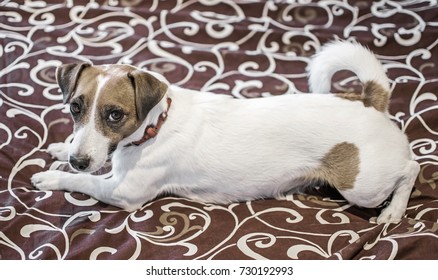 Cute Small White Dog Jack Russle Stock Photo 730192993 | Shutterstock