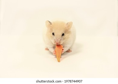 Cute, Small, White Hamster With Appetite Eating Carrot, Low Angle Viev.