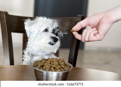 Cute Small White Havanese Dog With Full Bowl Of Food On The Kitchen Table.Hungry Dog