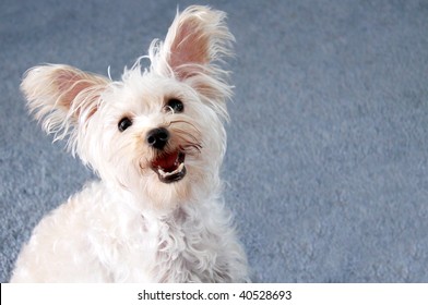 Cute Small White Lap Dog With Ears Perked Up And Blue Background