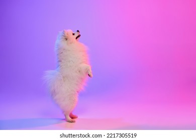 Cute small white pomeranian Spitz  doggy stands its hind legs isolated over gradient pink  purple background in neon light  Concept motion  action  movement  pets love  Looks happy  delighted