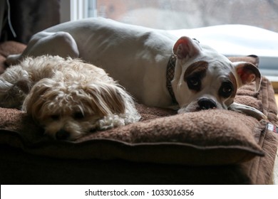 Cute Small White Poodle Mix And Large White Boxer Dogs Relaxing Cuddling On A Brown Dog Bed On A Rainy Day 