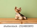 Cute small Yorkshire terrier dog sitting on commode in living room near green wall