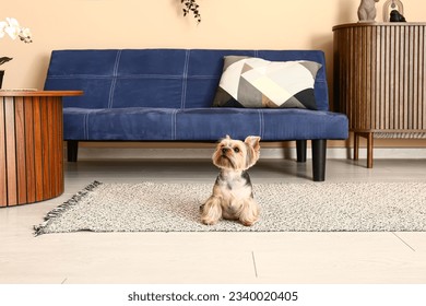 Cute small Yorkshire terrier dog sitting on carpet in living room - Powered by Shutterstock