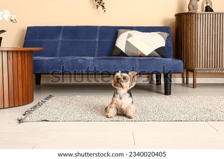 Cute small Yorkshire terrier dog sitting on carpet in living room