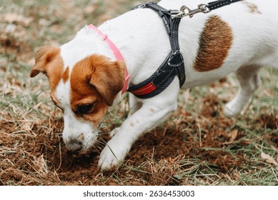 cute small young red and white Jack Russell terrier dog digs ground with paws in forest, dogwalking concept