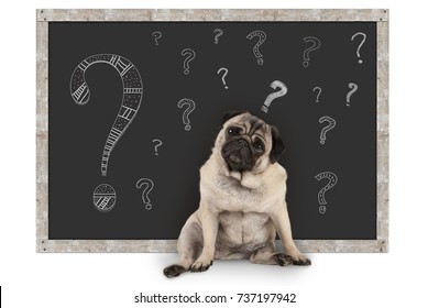 cute smart pug puppy dog sitting in front of  blackboard with chalk question marks, isolated on white background