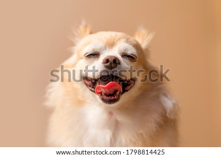 cute smile chihuahua brown color happiness friend lapdog with brown color background