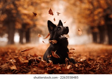 Cute Smiling Black Old German Shepherd Dog Autum Falling Leaves
