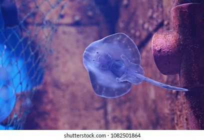 Cute Smiling Face Of Young Manta Ray In Aquarium Copy Space, Close Up Breeding  And Saving Population Concept