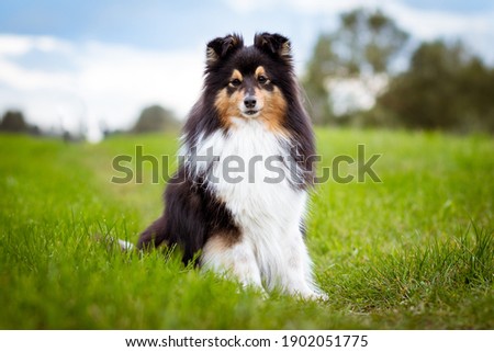 Cute, smiling fluffy black white tricolor shetland sheepdog, little sheltie portrait on green grass field with blue sky background. Small collie, lassie dog on fresh green lawn on spring summer time