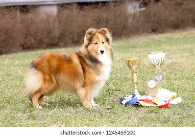 Cute, Smiling Fluffy Sable White Shetland Sheepdog, Little Sheltie Stands On Green Grass With Her Winner Cups From Dog Show Competition. Fur Small Collie, Lassie Dog In Park With Cups And Rosettes