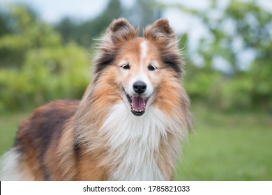 犬笑顔 の写真素材 画像 写真 Shutterstock