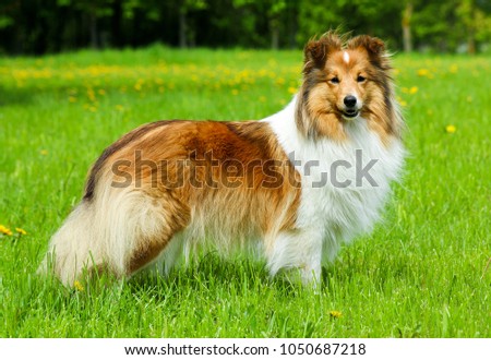 Similar – Image, Stock Photo Freshman plays with Collie bitch