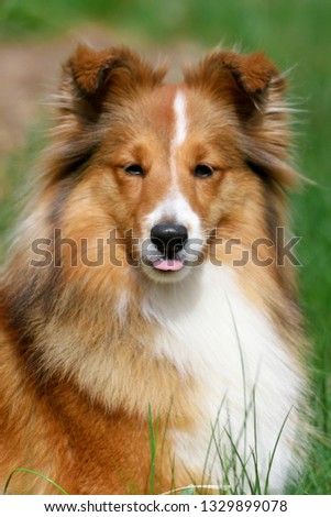 Similar – Image, Stock Photo Freshman plays with Collie bitch