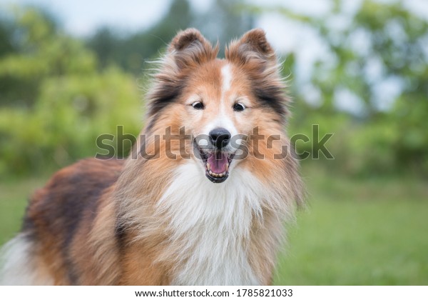 Cute, smiling fluffy sable white shetland sheepdog,\
little sheltie portrait on green grass field. Fur oldie small\
collie with gray eyelashes, lassie dog with smiling face in park on\
hot summer day.  