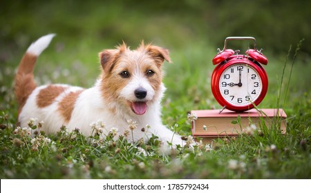 Cute smiling happy jack russell terrier dog puppy listening in the grass with books and alarm clock. Pet obedience training concept, web banner.