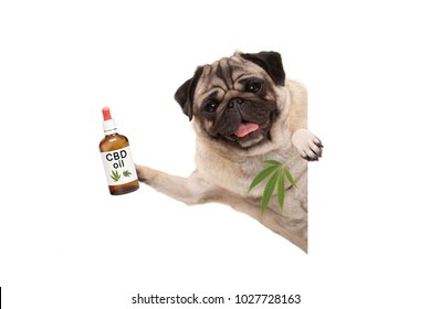 Cute Smiling Pug Puppy Dog Holding Up Bottle Of CBD Oil And Marijuana Hemp Leaf, Isolated On White Background