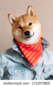 Cute Smiling Puppy Dog Shiba Inu Wearing Jeans Jacket And Bandana On Pink Background