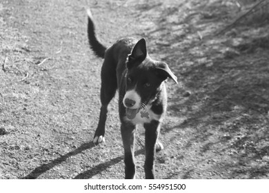 Short Haired Collie Puppy Images Stock Photos Vectors