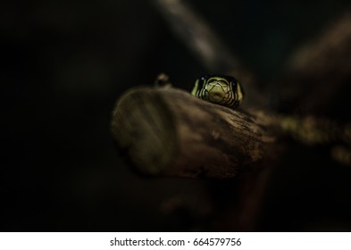 cute snake.