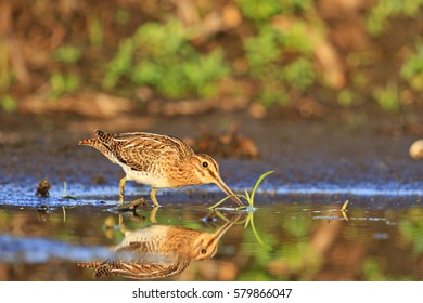cute snipe wandering in the water and sees its reflection,Spring 2017, migration of birds, the hunting season 2017, waterbirds