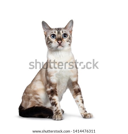 Cute Snow Bengal kitten, sitting side ways facing front. Looking above camera with light blue eyes. Isolated on white background. Tail curled around body. Stock photo © 
