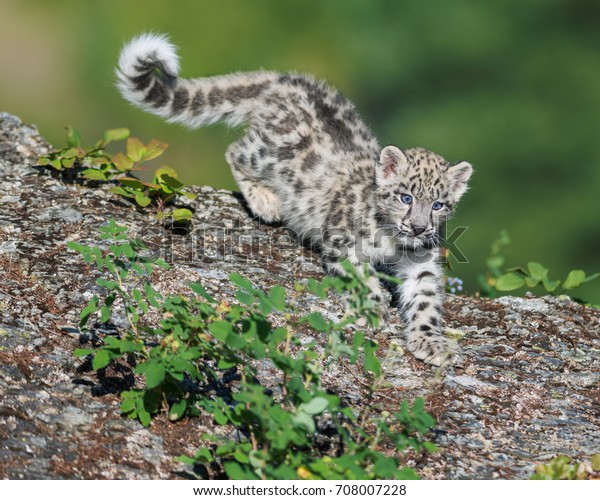 Cute snow\
leopard cub descending on rocky\
surface\
