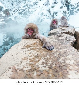 Cute Snow monkeys or Macaca fuscata sitting in a hot spring, Yudanaka, Japan