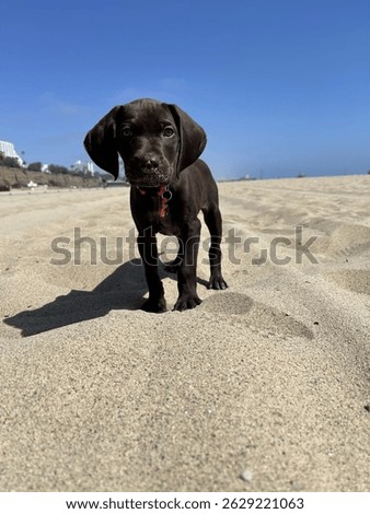 Cute Solid Liver (Brown) GSP Puppy on the beach