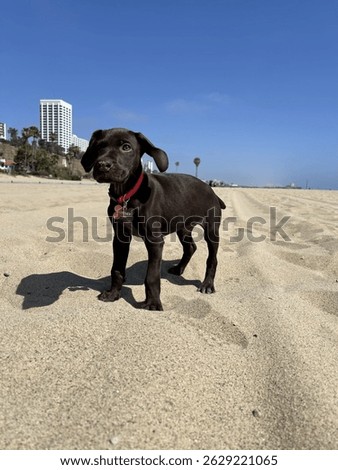 Cute Solid Liver (Brown) GSP Puppy on the beach