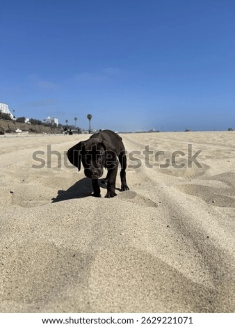 Cute Solid Liver (Brown) GSP Puppy on the beach