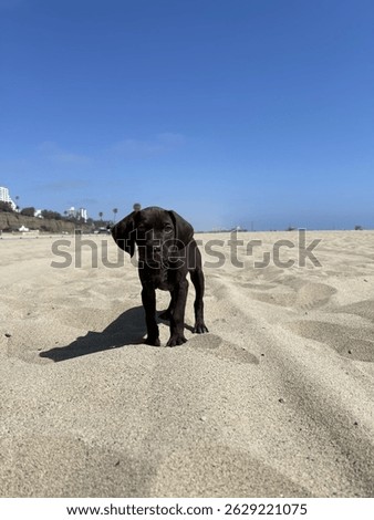 Cute Solid Liver (Brown) GSP Puppy on the beach