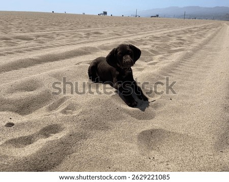 Cute Solid Liver (Brown) GSP Puppy on the beach