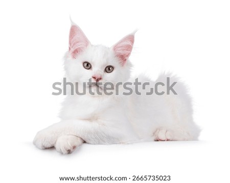 Cute solid white Maine Coon cat kitten, laying down side ways with front paws crossed. Looking towards camera. Isolated on a white background.