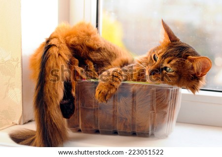 Cute somali cat lying inside plastic box