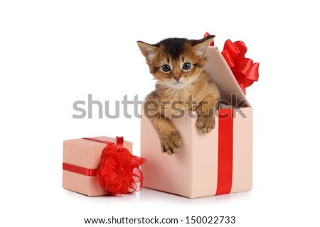 Cute somali kitten in a present box isolated on white background