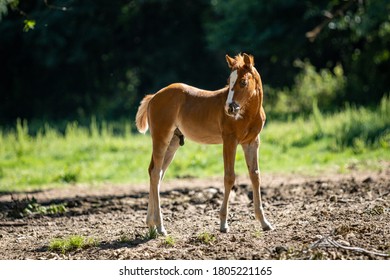 Cute Sorrel Quarter Horse Foal