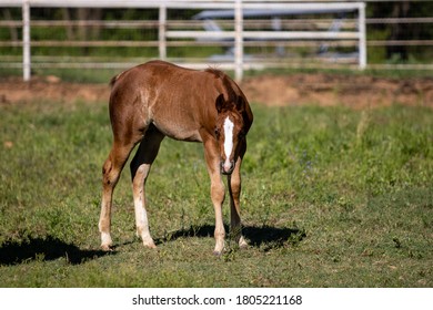 Cute Sorrel Quarter Horse Foal