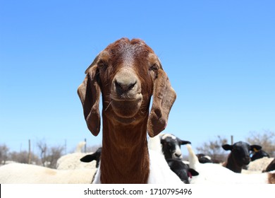 Cute South African Boer Goat Ram