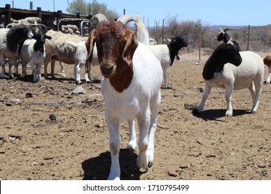 Cute South African Boer Goat Ram