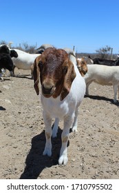 Cute South African Boer Goat Ram