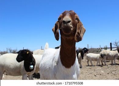 Cute South African Boer Goat Ram