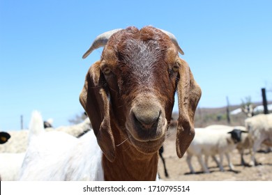 Cute South African Boer Goat Ram