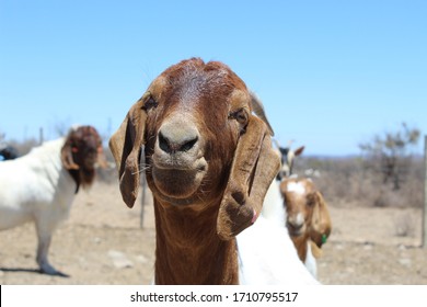 Cute South African Boer Goat Ram