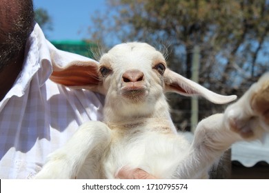 Cute South African Boer Goat Lamb