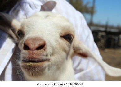 Cute South African Boer Goat Lamb