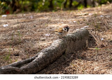 A Cute Sparrow Resting On The Root Of A Tree